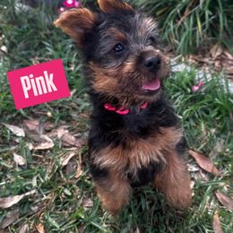 Girl 3 - Blue and tan Australian Terrier puppy in Riverview, Florida from Breezeswept Kennel