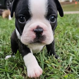 Saturn - Black brindle and white Boston Terrier puppy in Simpsonville, South Carolina from Simply Boston