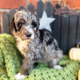 Apple Jacks - Blue merle female Aussiedoodle puppy in Corydon, Indiana from Ridgeline Doodles