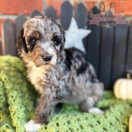 Apple Jacks - Blue merle female Aussiedoodle puppy in Corydon, Indiana from Ridgeline Doodles