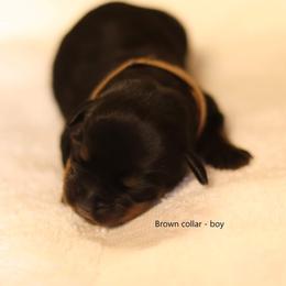 Rottweiler Puppies from Vom Hause Alistair