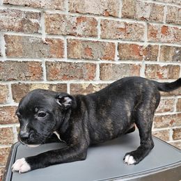 Girl 2 - Brindle Staffordshire Bull Terrier puppy in Houston, Texas from Khaleesi Kennel