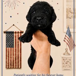 Boy 5 - male Double Doodle puppy in Whitsett, North Carolina from Rock Creek Doodles NC
