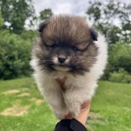 Fred - Tri-colored male Pomeranian puppy in Hinckley, Minnesota from Knowlen Poms