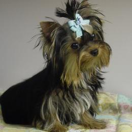 Yorkshire Terriers from Pleasant Ridge Yorkshire Terriers