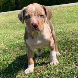 Female 7 - Red merle female Catahoula Leopard Dog puppy in Gadsden, Alabama from Rich Cat’s