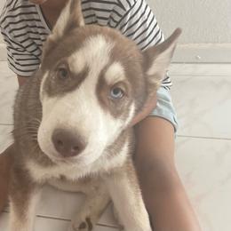 Boy 1 - Siberian Husky puppy in Victorville, California from Myers Huskies