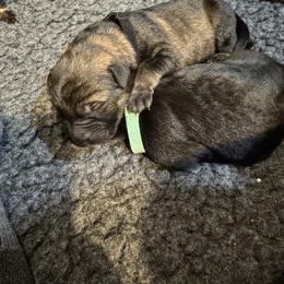 Black Collar - Sable male German Shepherd puppy in Barnhart, Missouri from Combat Creek German Shepherds