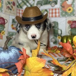 Clank (2600) - White merle male American Corgi puppy in Valley, Washington from Corgis of the Mountain Valley