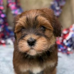 Strawberry - Red sable male Havanese puppy in Wappapello, Missouri from Titanium Havanese LLC