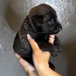 Light Blue Boy 3 - Black sable male Belgian Malinois puppy in Orange, Texas from Tacti-Mal K9 Kennels