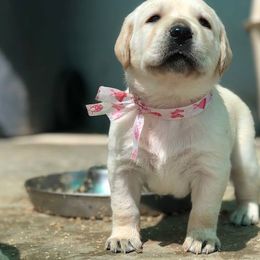 German Shepherd and Labrador Retriever Puppies from Varian Kennels