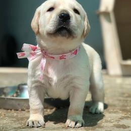 German Shepherd and Labrador Retriever Puppies from Varian Kennels
