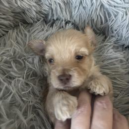 Aspen - Apricot male Maltipoo puppy in Maricopa, Arizona from Pretty Poo