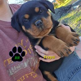 Freya - Black and mahogany female Rottweiler puppy in Tangent, Oregon from Raya's Royals