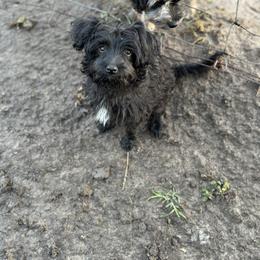 Aussiedoodle, Miniature Australian Shepherd, Poodle, and Toy Australian Shepherd Puppies from Mowry Creek Mini Aussiedoodles and More