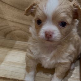 Spanky - Cream and white male Chihuahua puppy in De Quincy, Louisiana from Guys Cajun Paws
