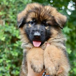 King - Sable male German Shepherd puppy in Canton, Texas from WILDWOOD GERMAN SHEPHERDS
