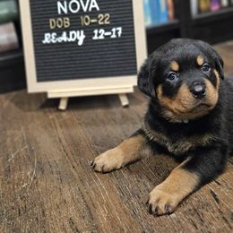 Light blue female - Black and tan female Rottweiler puppy in Kansas City, Missouri from KC Rottweiler Kingdom
