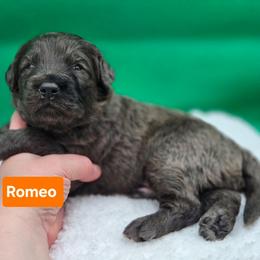 Romeo - Blue merle male Bernedoodle puppy in Summerville, South Carolina from Channys Doodles