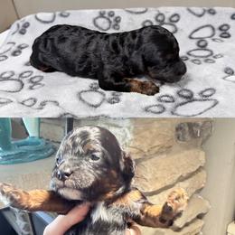 Macaroni - Black and tan female Cockapoo puppy in Clarks Summit, Pennsylvania from M&M Cockapoos