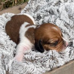 Dachshunds from Wispy Willow