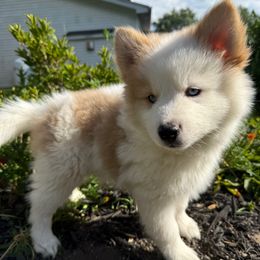 Apollo - Red and white male Pomsky puppy in Ravena, New York from Osiris’s Siberians & Pomskies