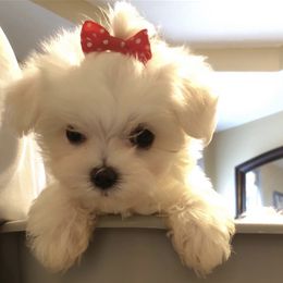 Maltese, Maltipoo, and Poodle Puppies from Healing Pawz LLC