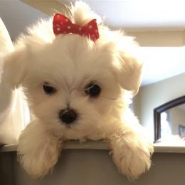 Maltese, Maltipoo, and Poodle Puppies from Healing Pawz LLC