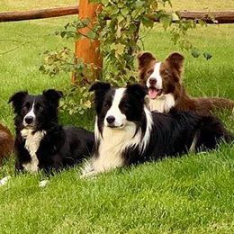 Border Collies from Tonglen Lake Border Collies