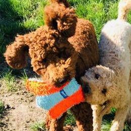 Poodles from Kiki Hazen’s Standard Poodles