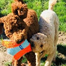 Poodles from Kiki Hazen’s Standard Poodles