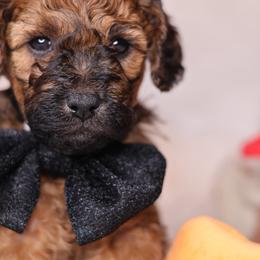 Romeo - Sable male Goldendoodle puppy in Forney, Texas from Diamond Doodle Pups and Poodles