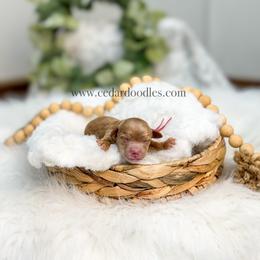 Pink Female - Red  female Goldendoodle puppy in Cedar City, Utah from Cedar Doodles- Home of the Teddybear Goldendoodle