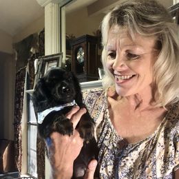 Dachshunds from Mini Me Miniatures