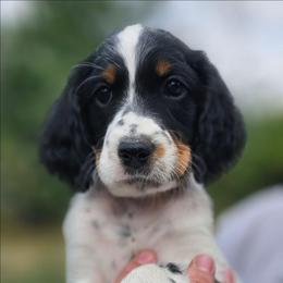 Girl 3 - Tri Full Mask - Blue belton and tan (tri-color) female English Setter puppy in Boise, Idaho from English Setters of the Eyrie