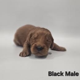 Onyx - Black Collar Male - Red  male Goldendoodle puppy in Mocksville, North Carolina from Hunting Creek Farm & Kennel