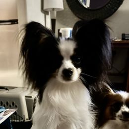 Tripp - Papillon