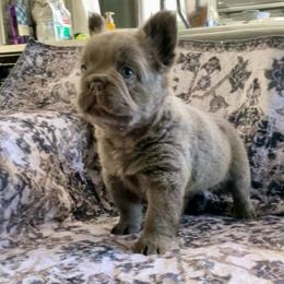 Oscar - Blue male French Bulldog puppy in Las Vegas, Nevada from Let it Ride Bulldogs