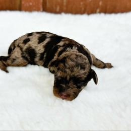 Girl 1 - Merle female Cavapoo puppy in Wamego, Kansas from Doodles of Oz
