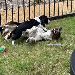 Basset Hound Puppies from Howlin Hounds