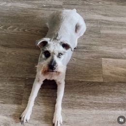 Mila - Miniature Schnauzer