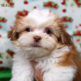 Cappuccino - Red male Mi-Ki puppy in Elizabeth, Colorado from Royal T Mi-Kis
