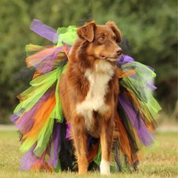 Rosie - Australian Shepherd