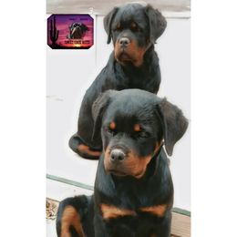 Rottweiler Puppies from Sunset State Rotts
