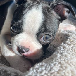 Boston Terrier Puppies from Bethelbreeders