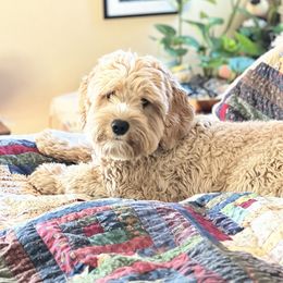 Daisy - Australian Labradoodle