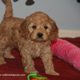 Cockapoo Puppies from Cute Cockapoos