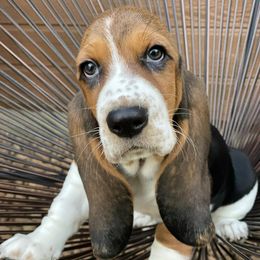 Basset Hounds from Country Corner Bassets