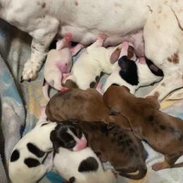Dachshund puppies from Heritage Boerboels